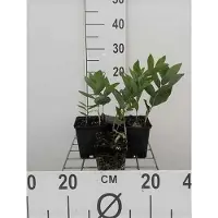 GRDplanten 6 x Polygonatum multiflorum - Salomonssiegel - Topf 9 x 9 cm