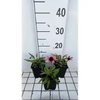 GRDplanten 6 x Echinacea purp. 'Sensation Pink' - Sonnenhut - Topf 9 x 9 cm