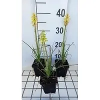 GRDplanten 6 x Kniphofia hybr. 'Lemon Popsicle' - Fackellilie - Topf 9 x 9 cm