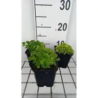GRDplanten 6 x Campanula garg. 'Dickson's Gold' - Bergminze - Topf 9 x 9 cm