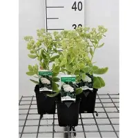 GRDplanten 6 x Sedum spect. 'Iceberg' - Fettblatt - Topf 9 x 9 cm