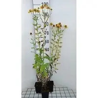 GRDplanten 6 x Helenium hybr. 'Goldrausch' - Sonnenbraut - Topf 9 x 9 cm