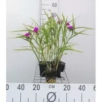 GRDplanten 6 x Tradescantia (a) 'Karminglut' - Tradescantia - Topf 9 x 9 cm