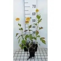 GRDplanten 6 x Rudbeckia lac. 'Goldquelle' - Sonnenhut - Topf 9 x 9 cm