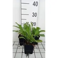 GRDplanten 6 x Leucanthemum (s) 'Alaska' - Margerite - Topf 9 x 9 cm