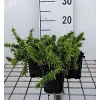 GRDplanten 6 x Phlox (s) 'Calvides White' - Flammenblume - Topf 9 x 9 cm