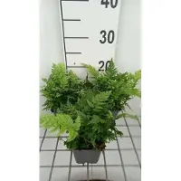 GRDplanten 6 x Polystichum rigens - Steifer Schildfarn - Topf 9 x 9 cm