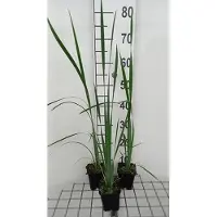 GRDplanten 6 x Iris sib. 'White Swirl' - Schwertlilie - Topf 9 x 9 cm