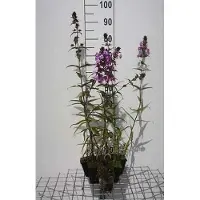 GRDplanten 6 x Phlox (p) 'Amethyst' - Flammenblume - Topf 9 x 9 cm