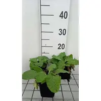 GRDplanten 6 x Primula veris - Kugelprimel - Topf 9 x 9 cm
