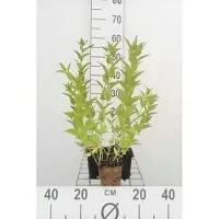 GRDplanten 6 x Nepeta sibirica - Katzenminze - Topf 9 x 9 cm