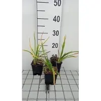 GRDplanten 6 x Hemerocallis hybr. 'Baley Hay' - taglilie - Topf 9 x 9 cm