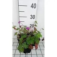 GRDplanten 6 x Geranium hybr. 'Tiny Monster' - Storchenschnabel- Topf 9 x 9 cm