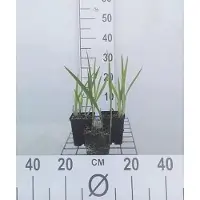 GRDplanten 6 x Crocosmia hybr. 'George Davidson' - Crocosmia - Topf 9 x 9 cm