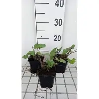 GRDplanten 6 x Ligularia hybr. 'Little Rocket' - Goldkolben - Topf 9 x 9 cm