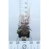 GRDplanten 6 x Heucherella hybr. 'Quicksilver' - Bastardschaumblüte - Topf 9 x 9 cm