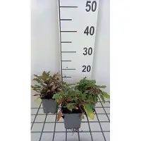 GRDplanten 6 x Lysimachia atropurpurea - Pfennigkraut - Topf 9 x 9 cm
