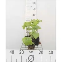 GRDplanten 6 x Phlomis tuberosa - Brandkraut - Topf 9 x 9 cm