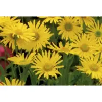 GRDplanten 6 x Doronicum or. 'Magnificum' - Doronicum - Topf 9 x 9 cm