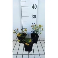 GRDplanten 6 x Aster linosyris - Herbstaster - Topf 9 x 9 cm