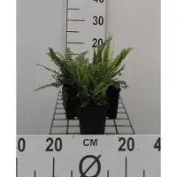 GRDplanten 6 x Blechnum spicant - Rippenfarn Spicant - Topf 9 x 9 cm