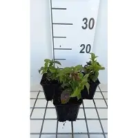 GRDplanten 6 x Chelonopsis moschata - Röhrennessel - Topf 9 x 9 cm