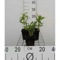 GRDplanten 6 x Monarda hybr. 'Schneewittchen' - Indianernessel - Topf 9 x 9 cm