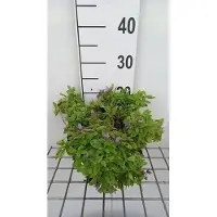 GRDplanten 6 x Campanula lact. 'Pouffe' - Bergminze - Topf 9 x 9 cm