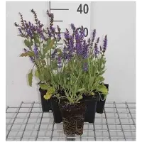 GRDplanten 6 x Salvia nem. 'Blauhügel' ('bluehill') - Sternmoos - Topf 9 x 9 cm