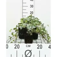GRDplanten 12 x Hedera helix 'Glacier' - Buntblättriger Efeu - Topf 9 cm x 9 cm