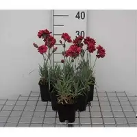 GRDplanten 6 x Dianthus (p) 'Heidi' - Nelke - Topf 9 x 9 cm