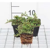 GRDplanten 12 x Cotoneaster proc. 'Queen of Carpets' - Kriechende Kranzmispel 'Queen Of Carpets' - Topf 9 cm x 9 cm