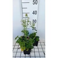 GRDplanten 6 x Astrantia major 'Star of Beauty' - Sterndolde - Topf 9 x 9 cm