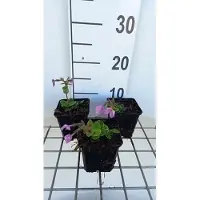 GRDplanten 6 x Phlox stol. 'Home Fires' - Flammenblume - Topf 9 x 9 cm