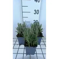 GRDplanten 6 x Lavandula int. 'Provence' - Lavendel - Topf 9 x 9 cm