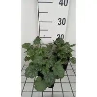 GRDplanten 6 x Heuchera sang. 'Ruby Bells' - Purpurglöckchen - Topf 9 x 9 cm