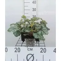 GRDplanten 6 x Heuchera hybr. 'Green Spice' - Purpurglöckchen - Topf 9 x 9 cm