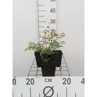 GRDplanten 6 x Thalictrum delavayi - Wiesenraute - Topf 9 x 9 cm