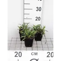 GRDplanten 6 x Aster n.-b. 'Patricia Ballard' - Herbstaster - Topf 9 x 9 cm