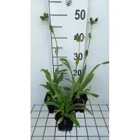 GRDplanten 6 x Eryngium agavifolium - Mannstreu - Topf 9 x 9 cm
