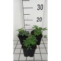 GRDplanten 6 x Lupinus hybr. 'Noble Maiden' ( 'jungfrau') - Lupine - Topf 9 x 9 cm