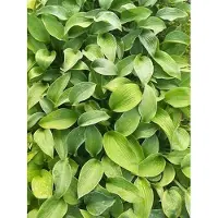 GRDplanten 6 x Hosta hybr. 'Big Mama' - Hosta - Topf 9 x 9 cm