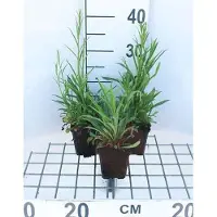 GRDplanten 6 x Campanula pers. 'Telham Beauty' - Bergminze - Topf 9 x 9 cm