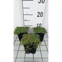 GRDplanten 6 x Leptinella dioica 'Minima' - Fiederpolster - Topf 9 x 9 cm