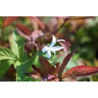 GRDplanten 6 x Gillenia trifoliata - Dreiblattspiere - Topf 9 x 9 cm