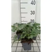 GRDplanten 6 x Heuchera hybr. 'Paris' - Purpurglöckchen - Topf 9 x 9 cm