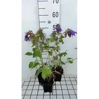 GRDplanten 6 x Campanula hybr. 'Kent Belle' - Bergminze - Topf 9 x 9 cm