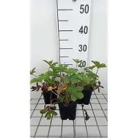 GRDplanten 6 x Potentilla nep. 'Miss Willmott' - Fingerstrauch - Topf 9 x 9 cm