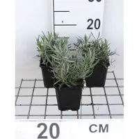 GRDplanten 6 x Lavandula int. 'Dutch' - Lavendel - Topf 9 x 9 cm