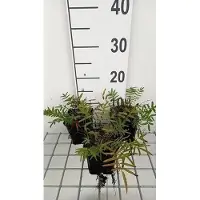 GRDplanten 6 x Sanguisorba tenuif. 'Purpurea' - Pimpinelle - Topf 9 x 9 cm
